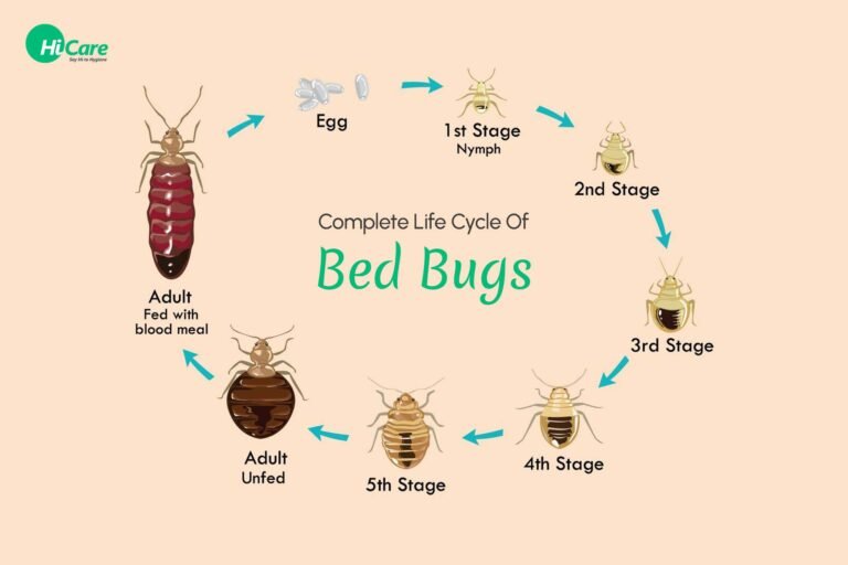 5 Essential Steps to Take if You Encounter Bed Bugs