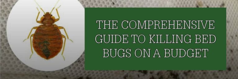 A Comprehensive Guide on How to Get Rid of Bed Bugs
