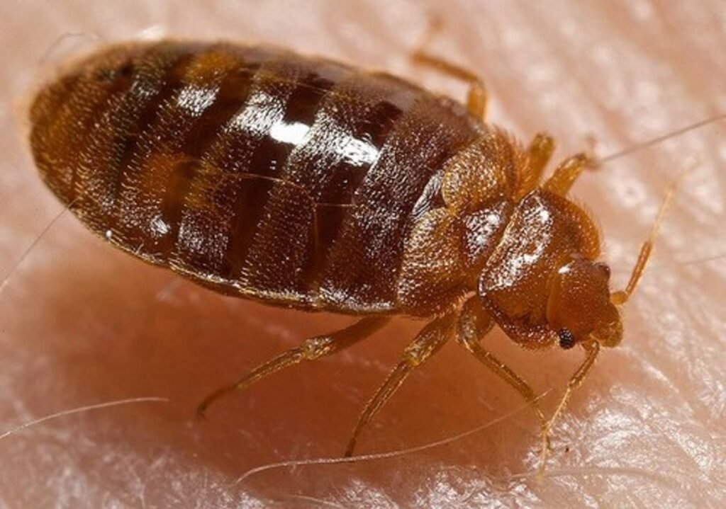 A Comprehensive Guide on How to Get Rid of Bed Bugs
