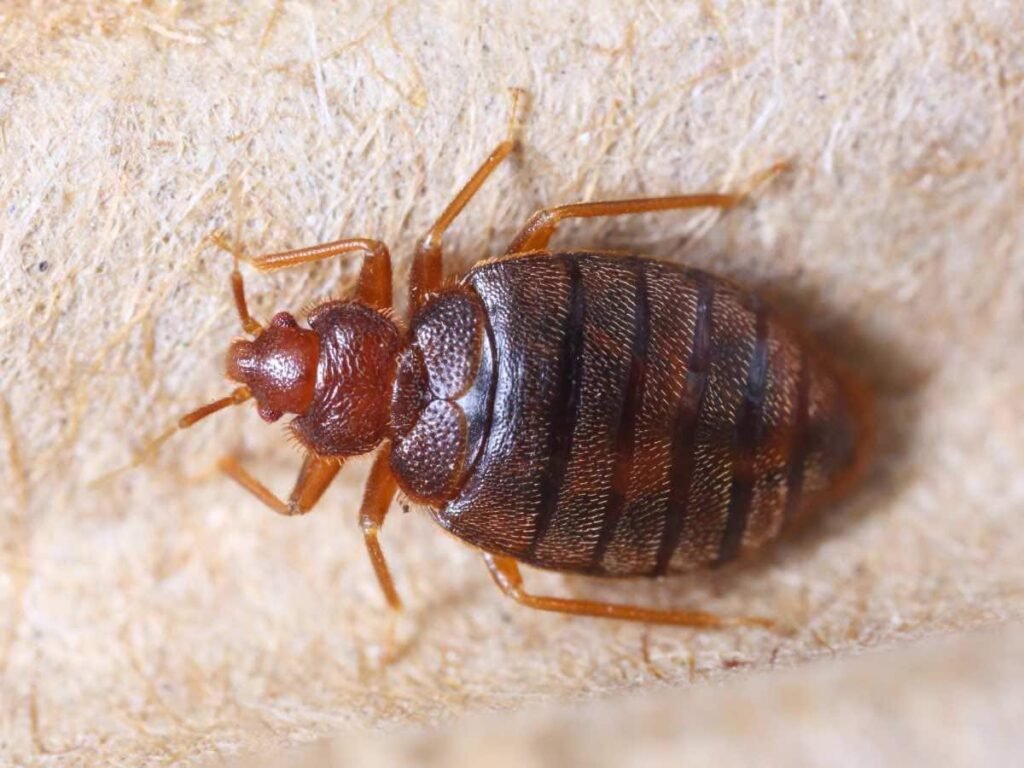 How to Eliminate Bed Bugs Without Hiring an Exterminator