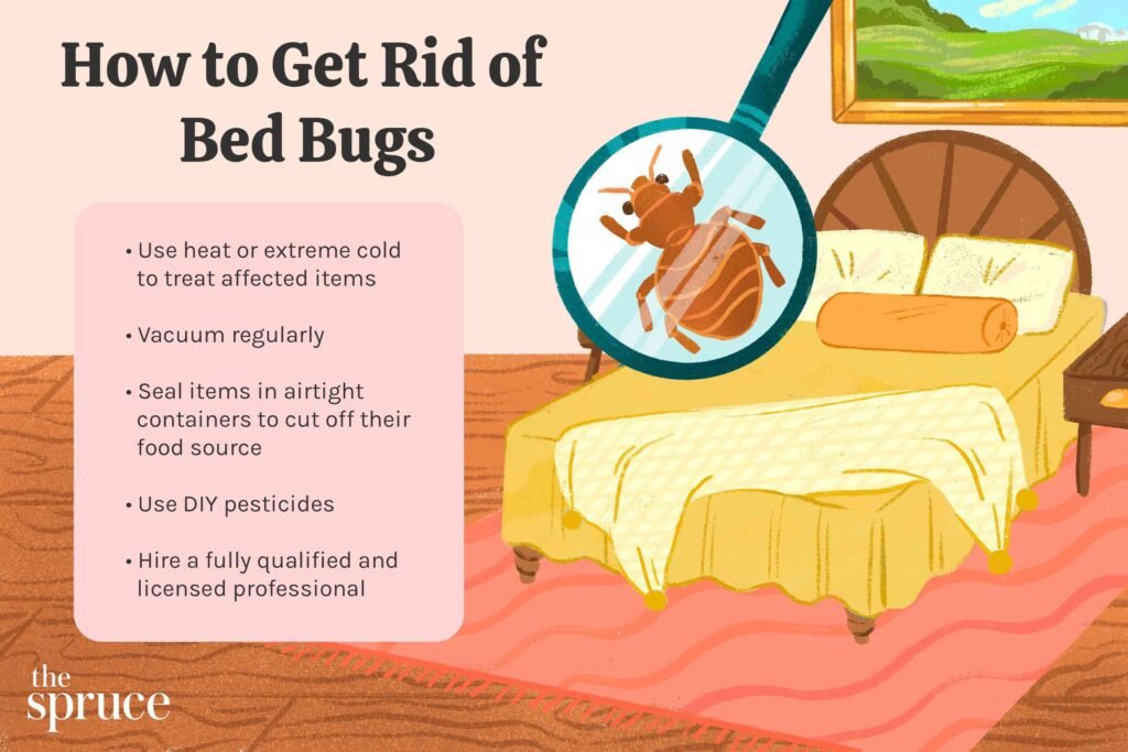 How to Identify and Prevent Bed Bug Infestations