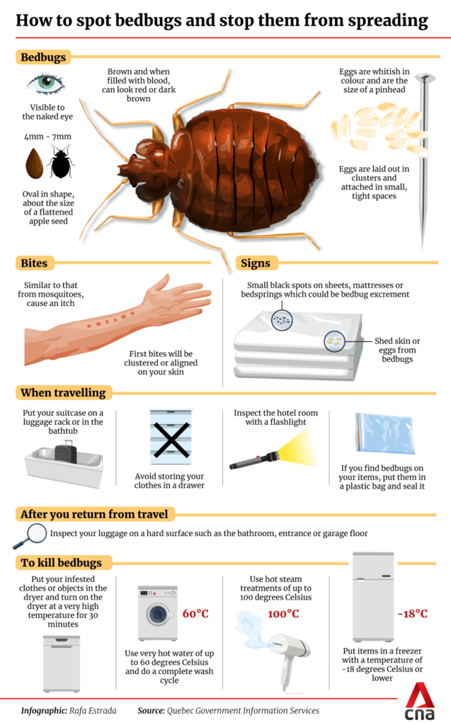How to Identify and Prevent Bed Bug Infestations