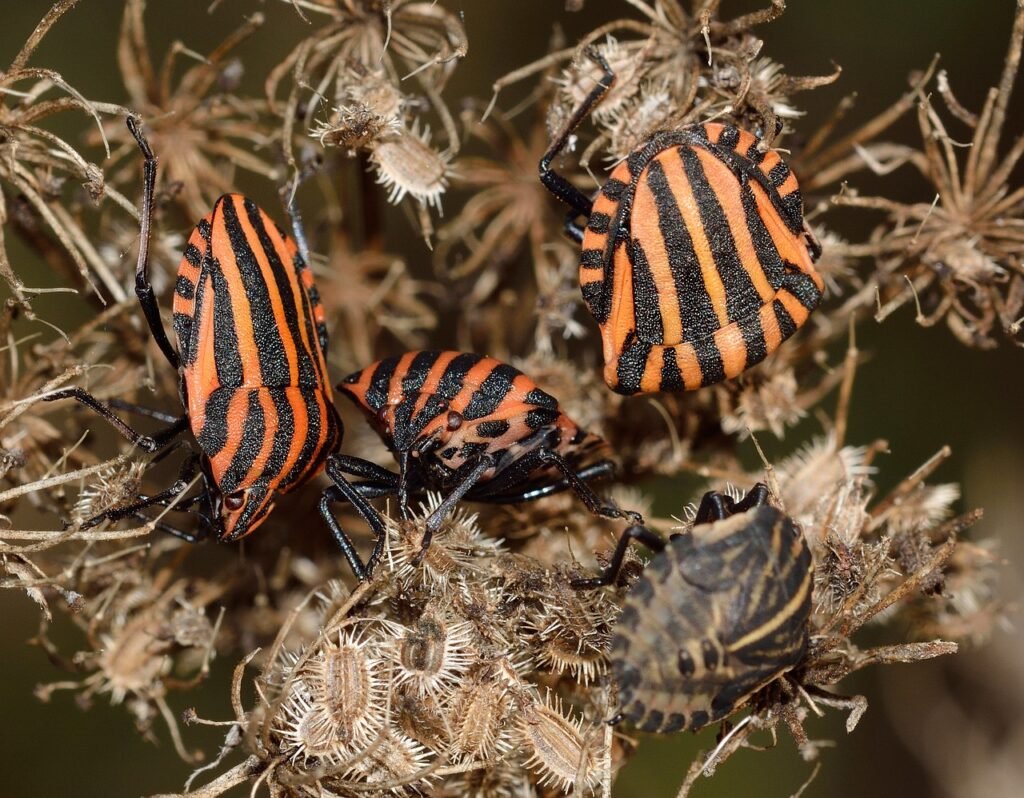 How to Identify Bed Bugs: A Comprehensive Guide