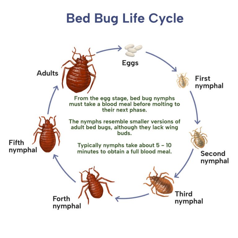 Understanding the Size of Bed Bugs and Their Impact on Infestations