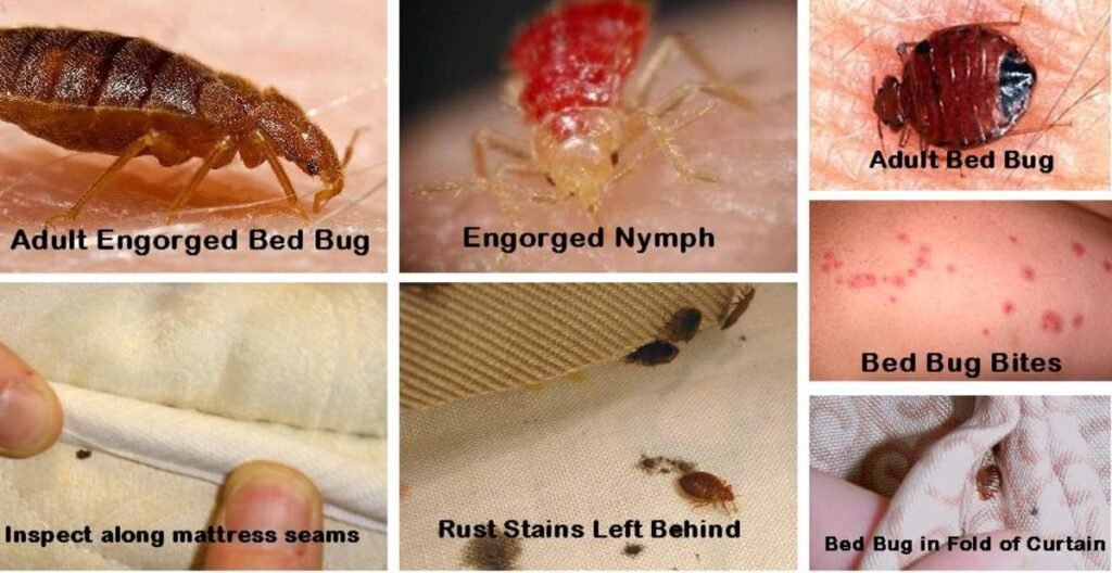 Where To Look For Bed Bugs