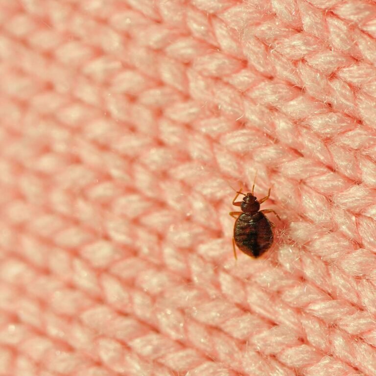 Where To Look For Bed Bugs