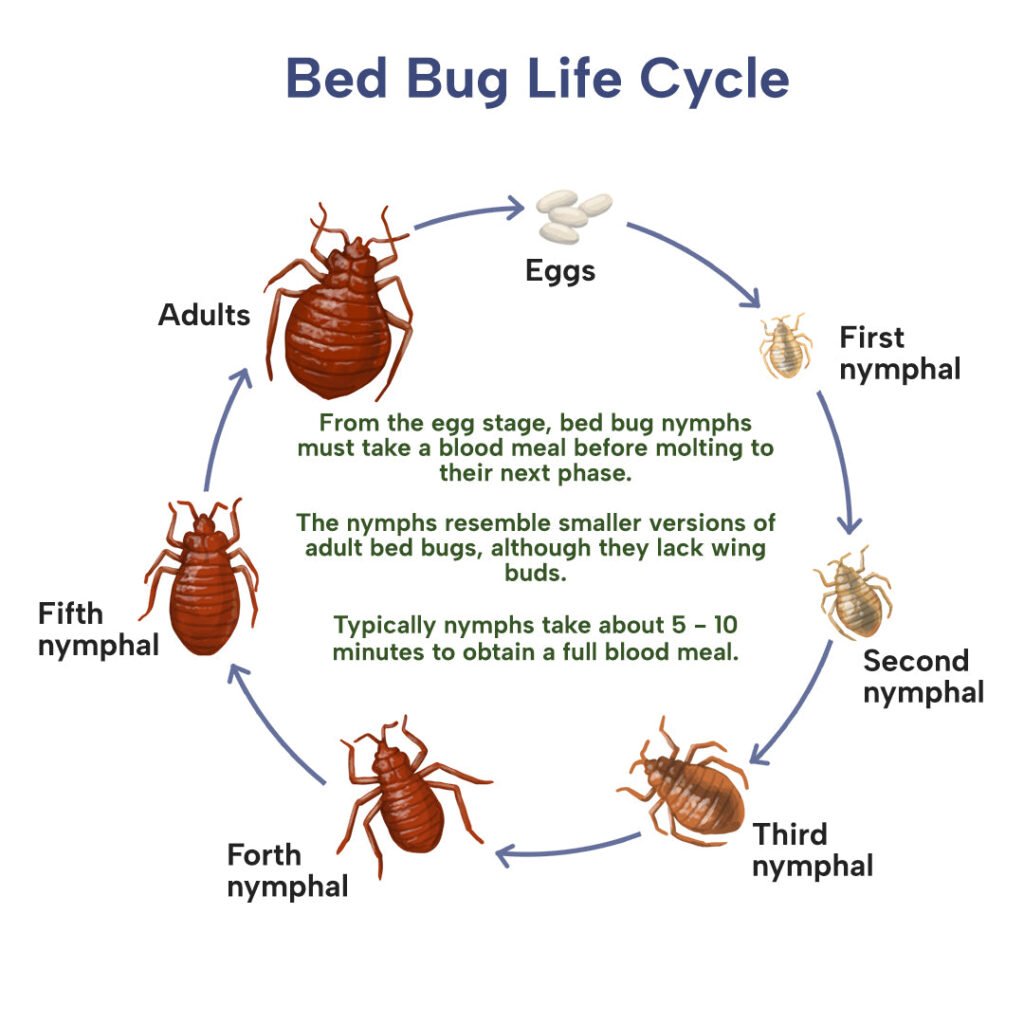 How Bed Bugs Spread: A Comprehensive Guide