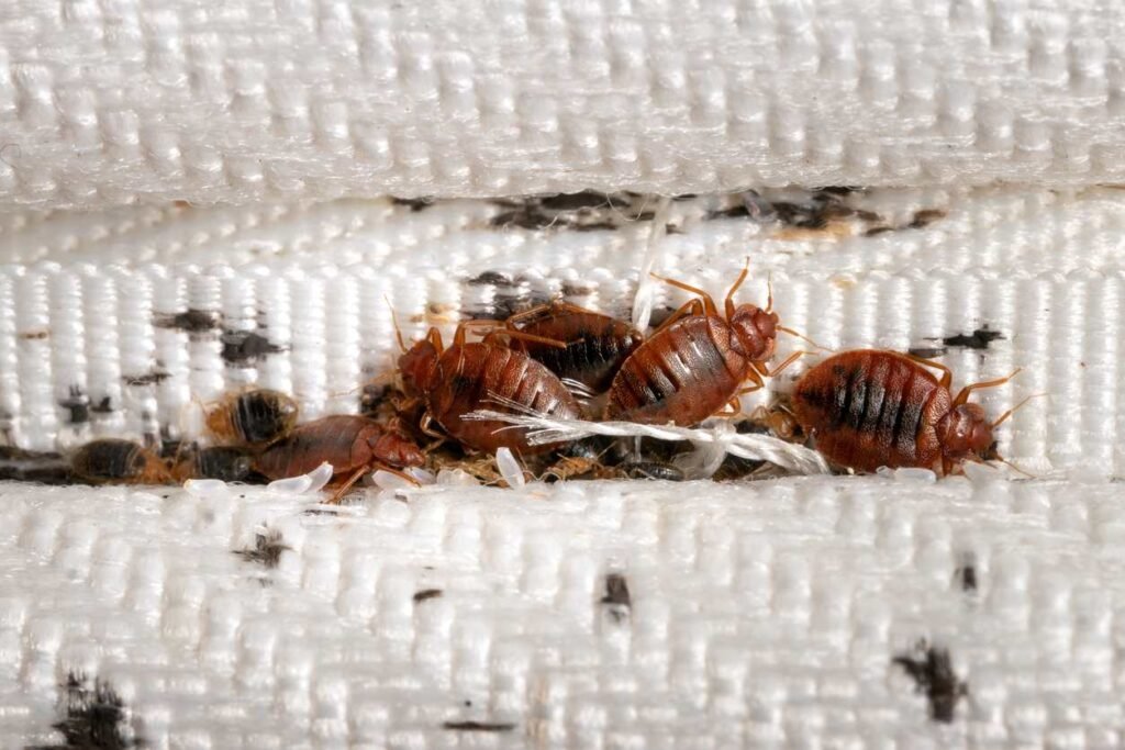 How Often Do Bed Bugs Lay Eggs?