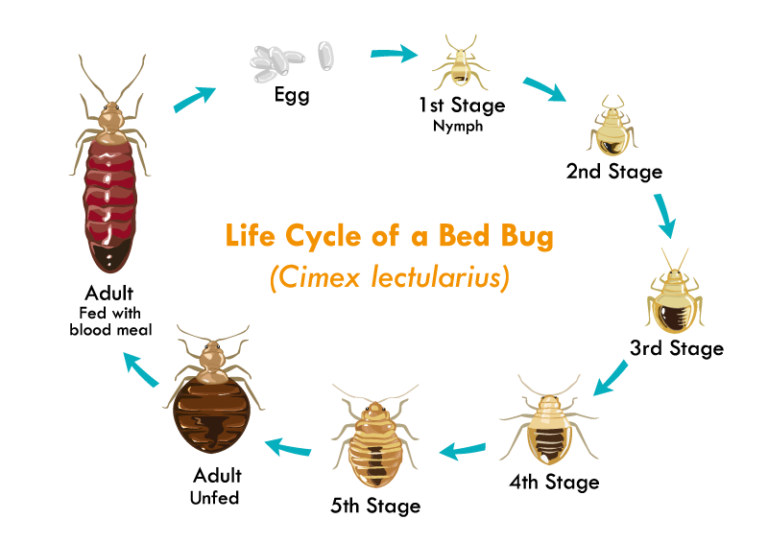 How Often Do Bed Bugs Lay Eggs?