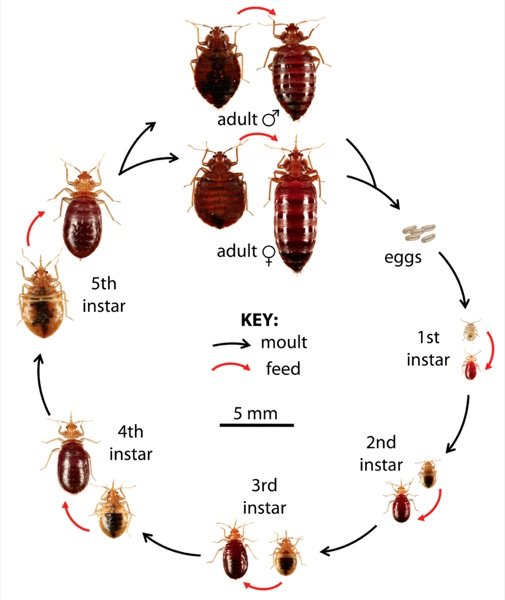 How to Identify Bed Bugs in Your Home