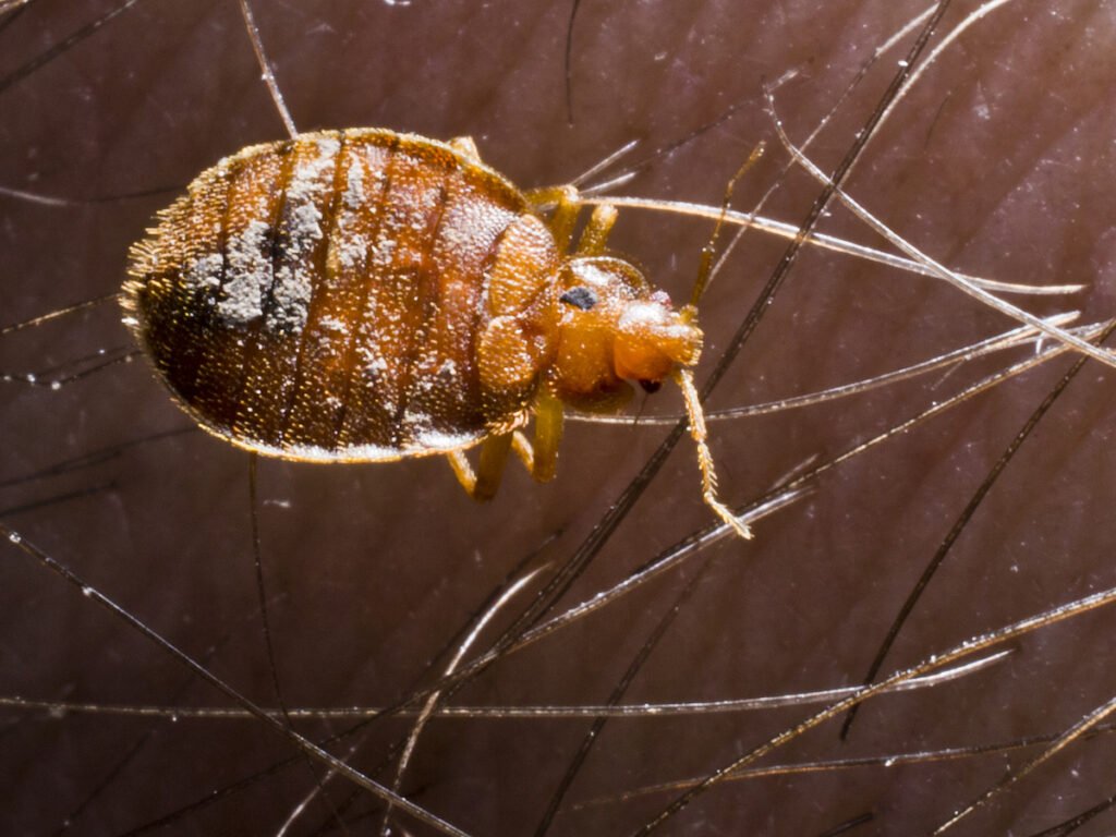 The Habitat of Bed Bugs: Where Do They Live in the Wild?