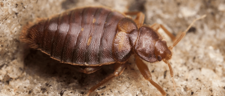 The Habitat of Bed Bugs: Where Do They Live in the Wild?