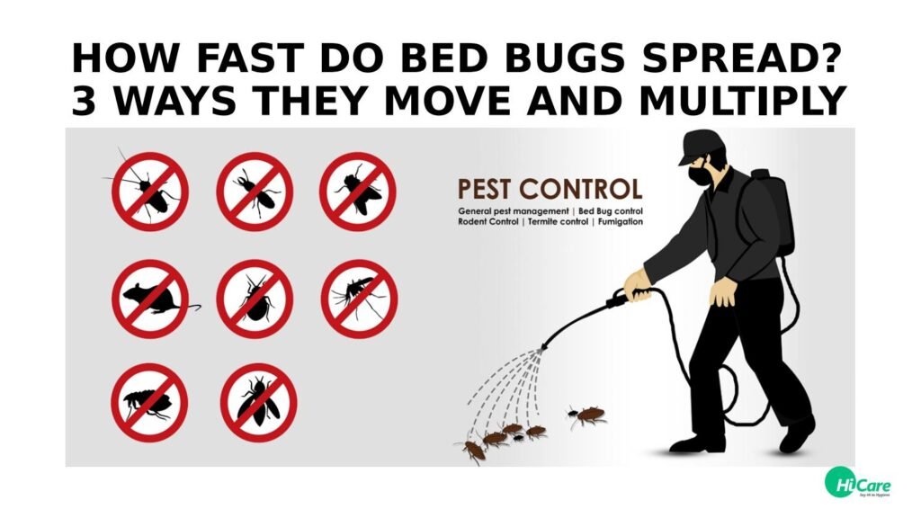 The Rapid Spread of Bed Bugs: How Quickly Do They Multiply?