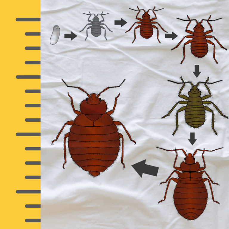 What Size Are Bed Bugs?