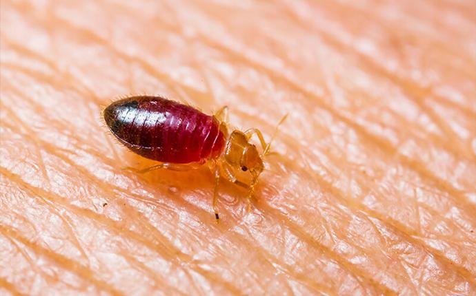 Why are bed bugs harmful?