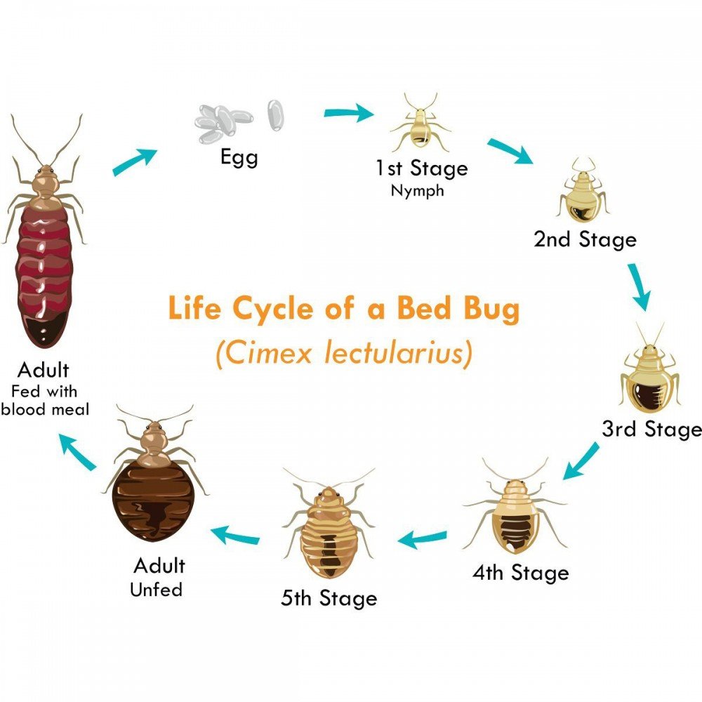 Why are bed bugs harmful?