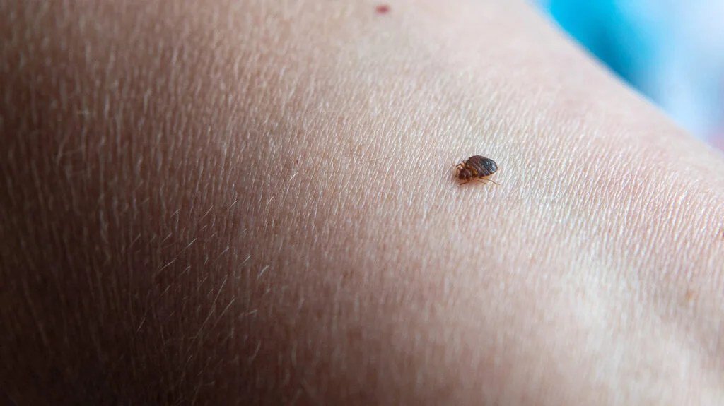 Why Do Bed Bugs Bite?