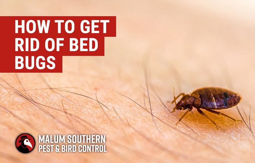 Why Do You Get Bed Bugs: Exploring the Causes and Prevention Methods